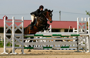 Aliments Chevaux